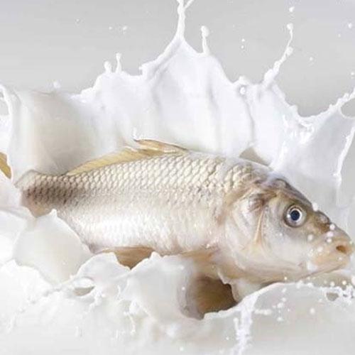 Balık Süt Zehirlenmesi Nasıl Meydana Gelir?