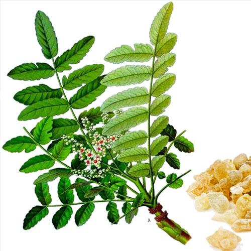 Boswellia Nedir? Faydaları Nelerdir?