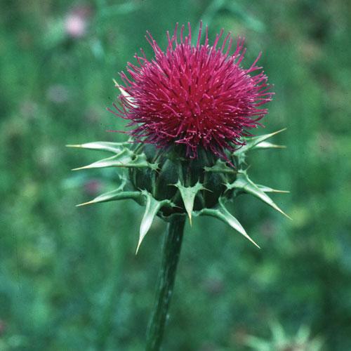 Milk Thistle Faydaları ve Zararları Nelerdir?