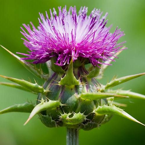 Milk Thistle Nedir? Ne İşe Yarar?