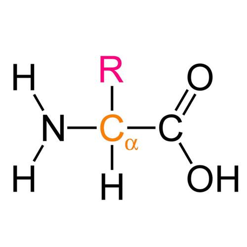 Proteinlerin Yapısı Nelerden Oluşur?